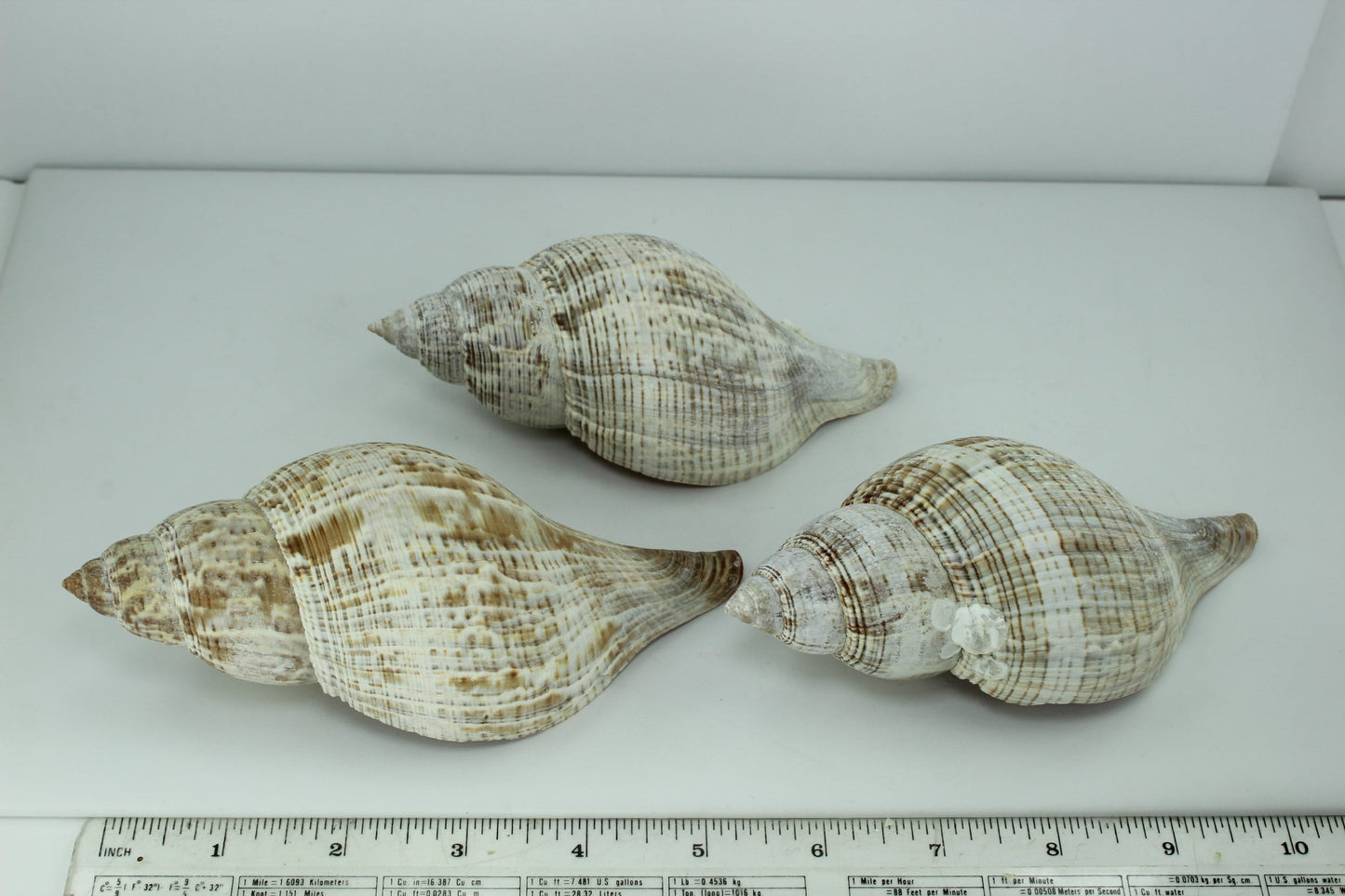 Florida Natural Shells 3 Large 5" Tulips Estate Collection Crafts Shell Art Collectibles rare