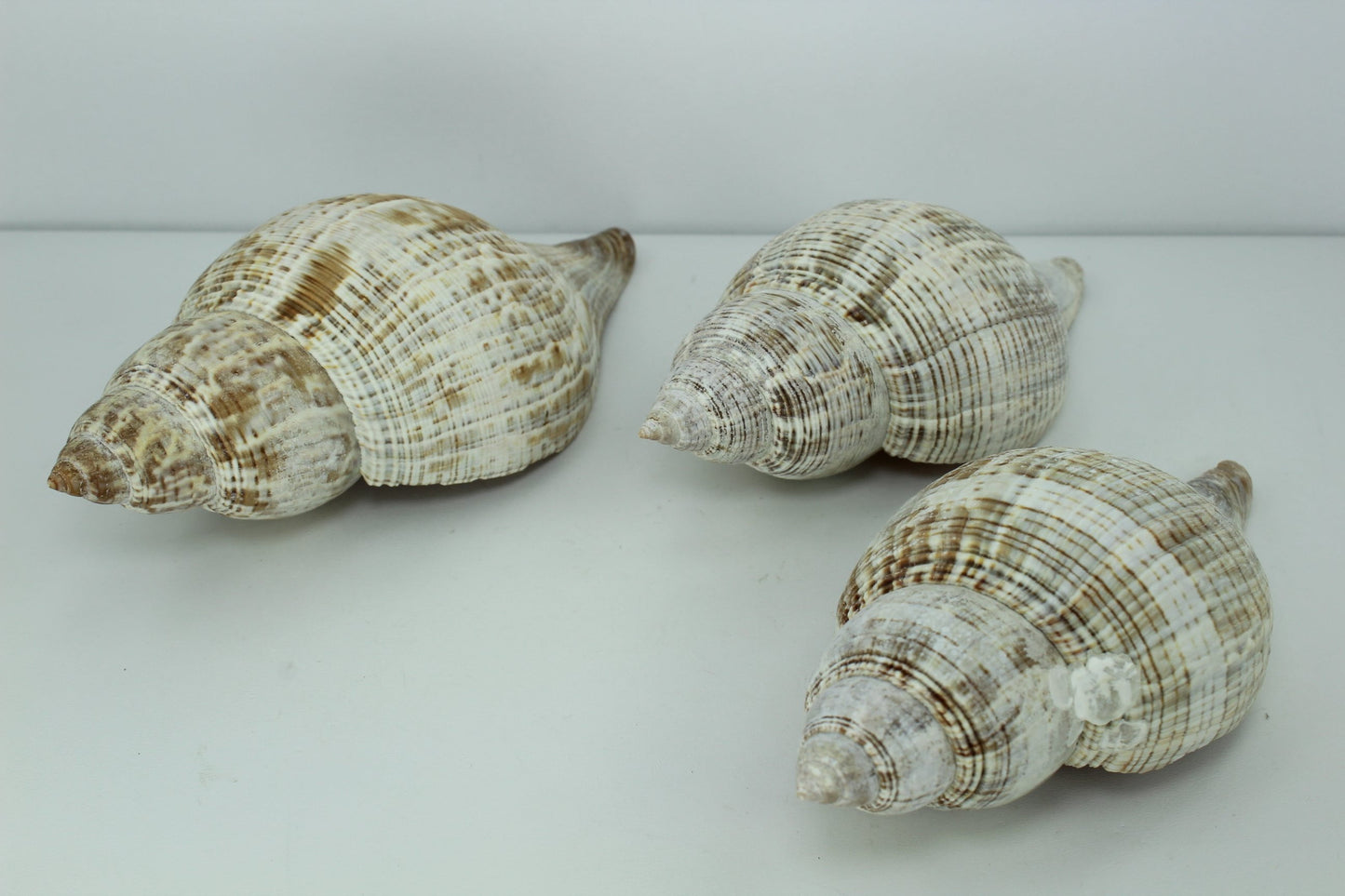 Florida Natural Shells 3 Large 5" Tulips Estate Collection Crafts Shell Art Collectibles big