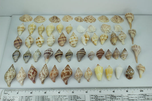 Florida Natural Shells 57 Mini Small Tulips Calico Whelks Wedding Jewelry Shell Art