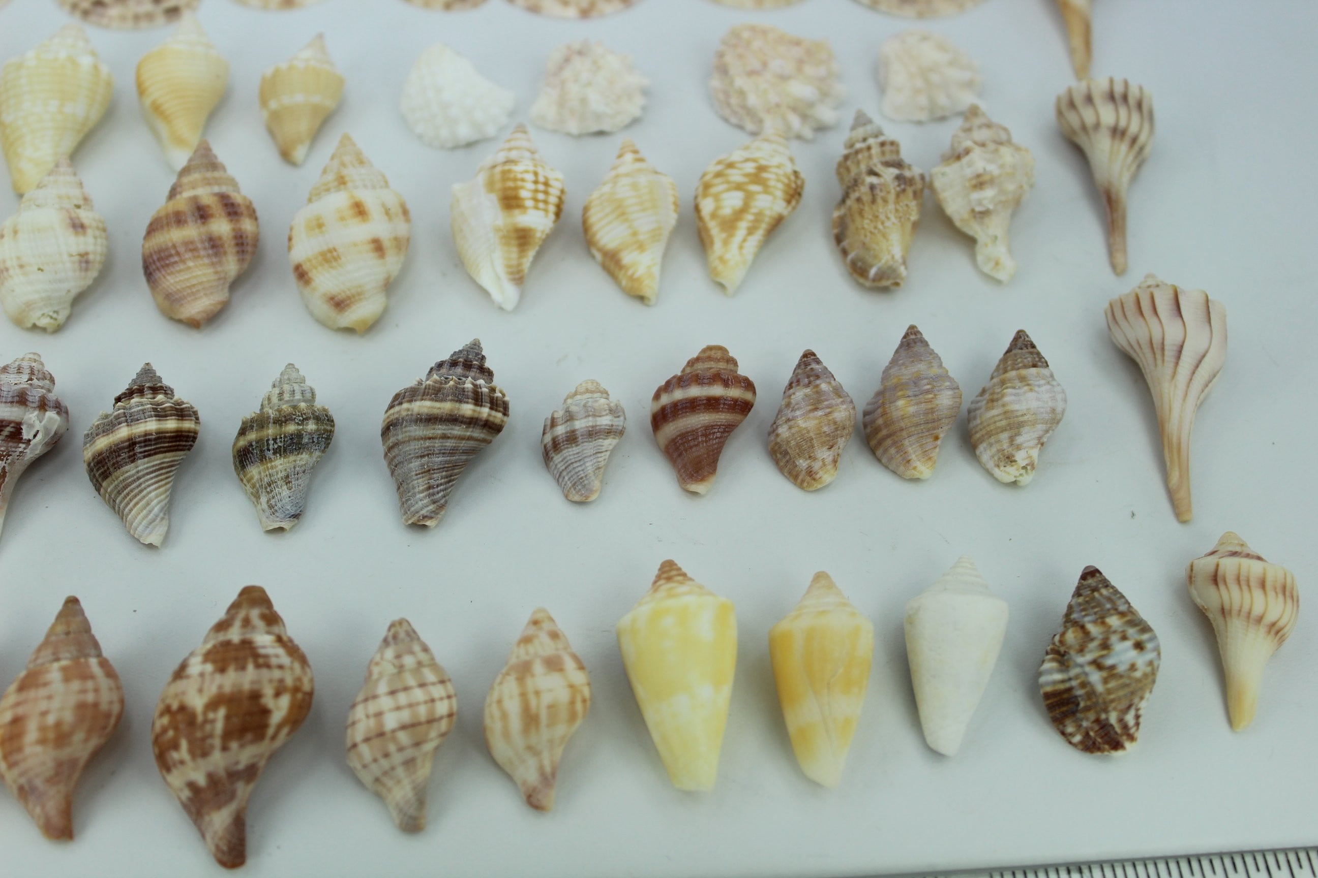 Seashells - Florida Natural Shells 57 Mini Small Tulips Calico Whelks