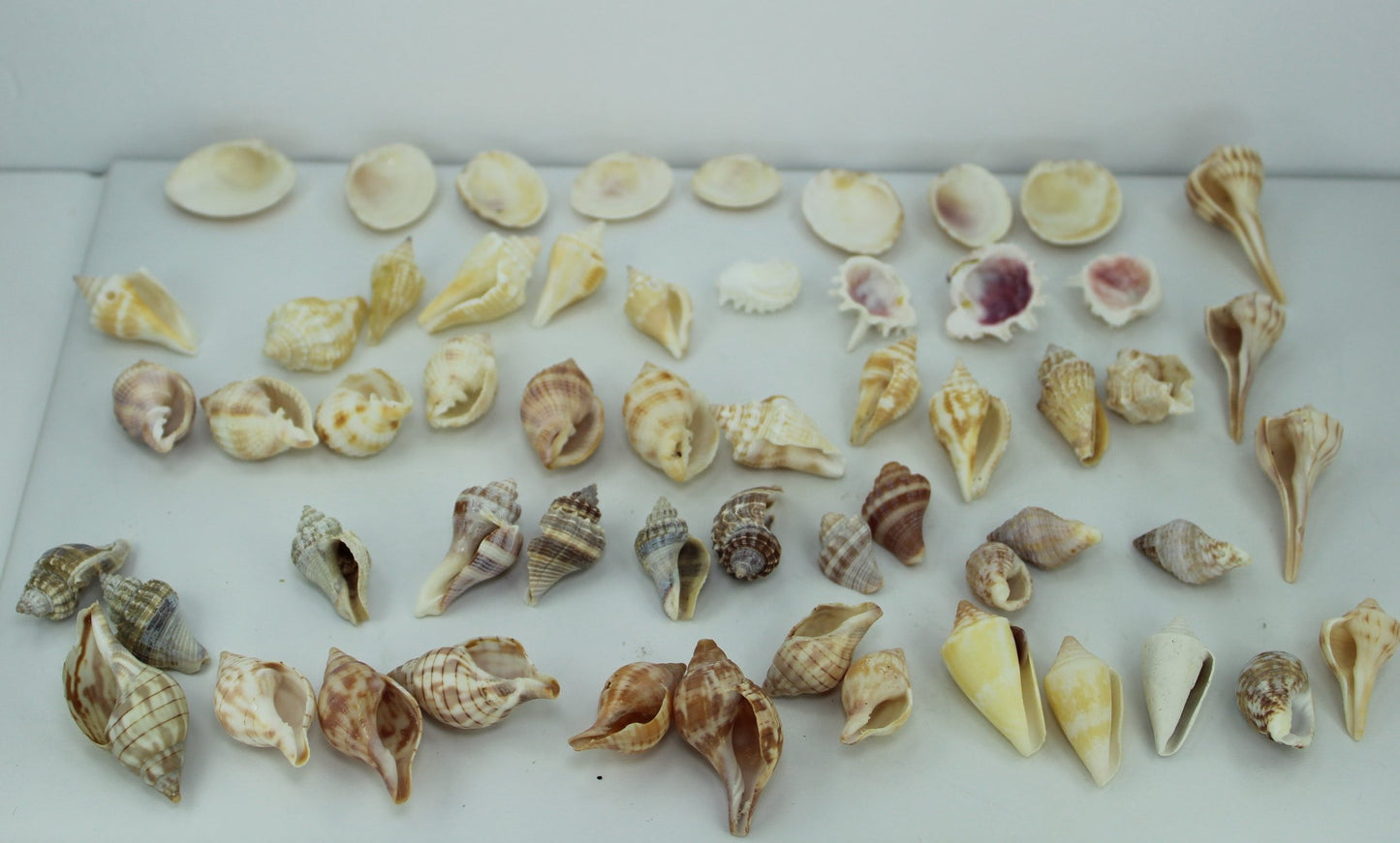 Florida Natural Shells 57 Mini Small Tulips Calico Whelks Wedding Jewelry Shell Art hand picked