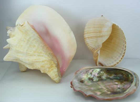 Florida Natural Shells 3 Large 8" Pink Conch Tun Abalone Aquarium Shell Art Collectibles