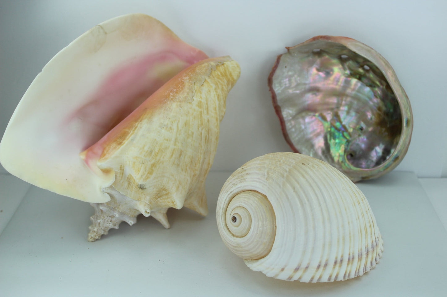 Florida Natural Shells 3 Large 8" Pink Conch Tun Abalone Aquarium Shell Art Collectibles big
