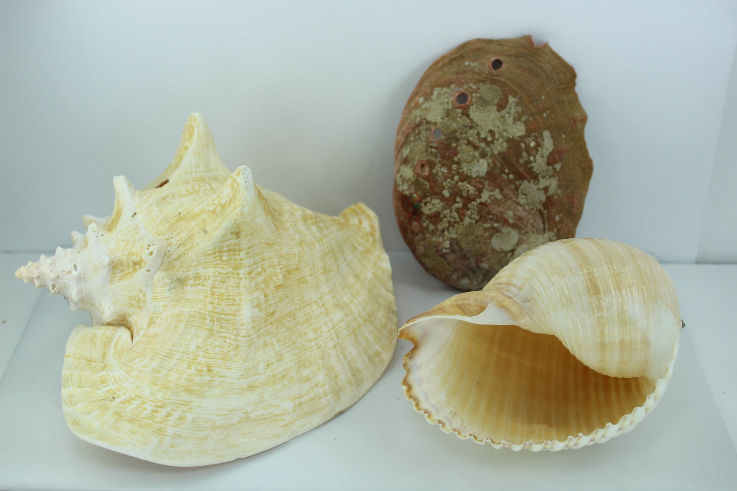 Florida Natural Shells 3 Large 8" Pink Conch Tun Abalone Aquarium Shell Art Collectibles shellart