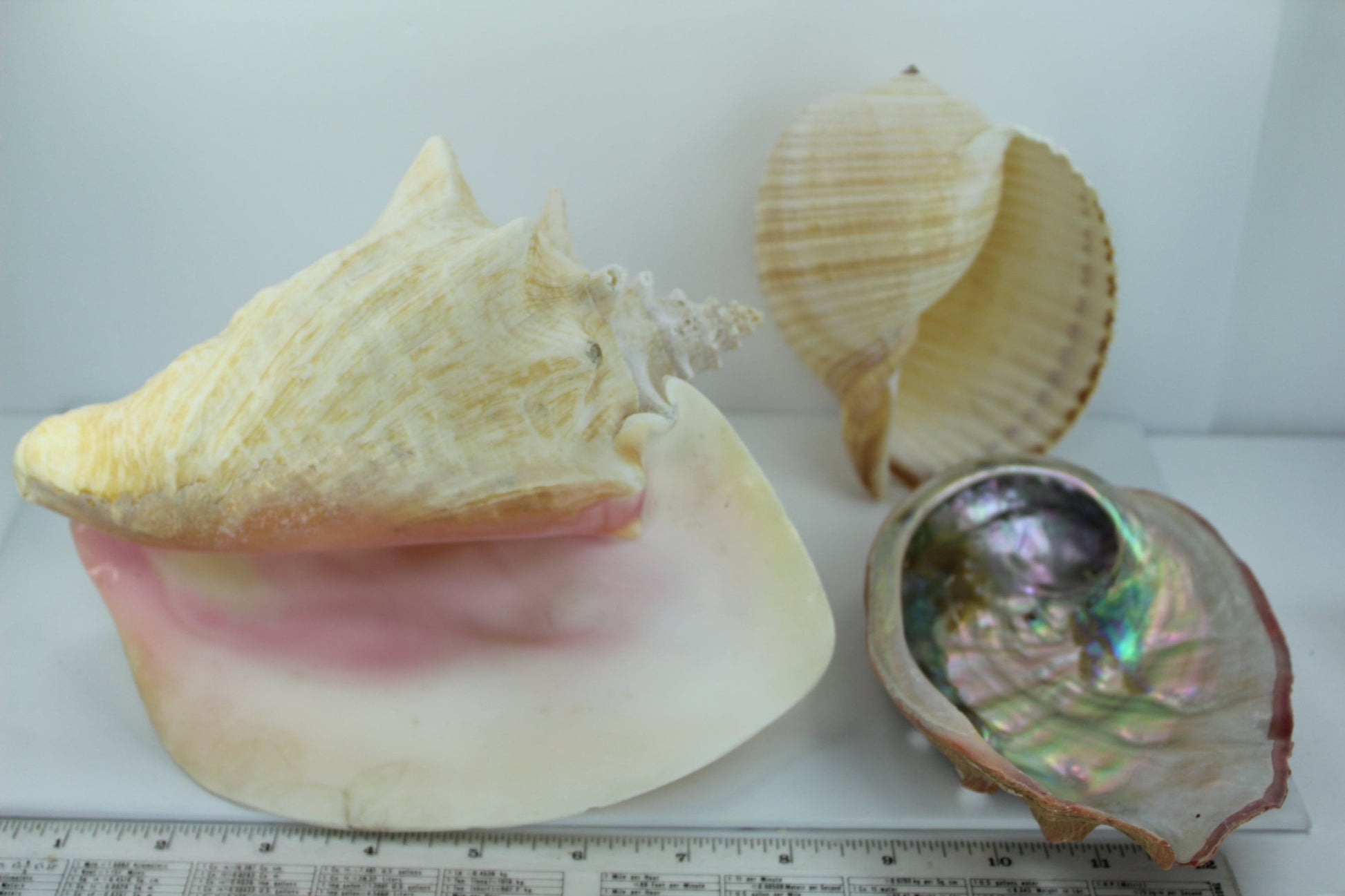 Seashells - Florida Natural Shells 3 Large 8" Pink Conch Tun Abalone Aquarium Shell Art Collectibles - Olde Kitchen & Home