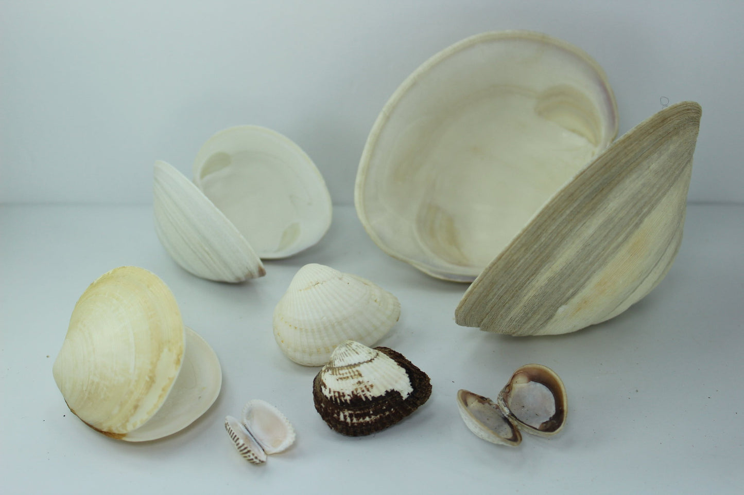 Florida Natural Shells Double Collection 7 for Crafts Wreath Mirror Beach Decor