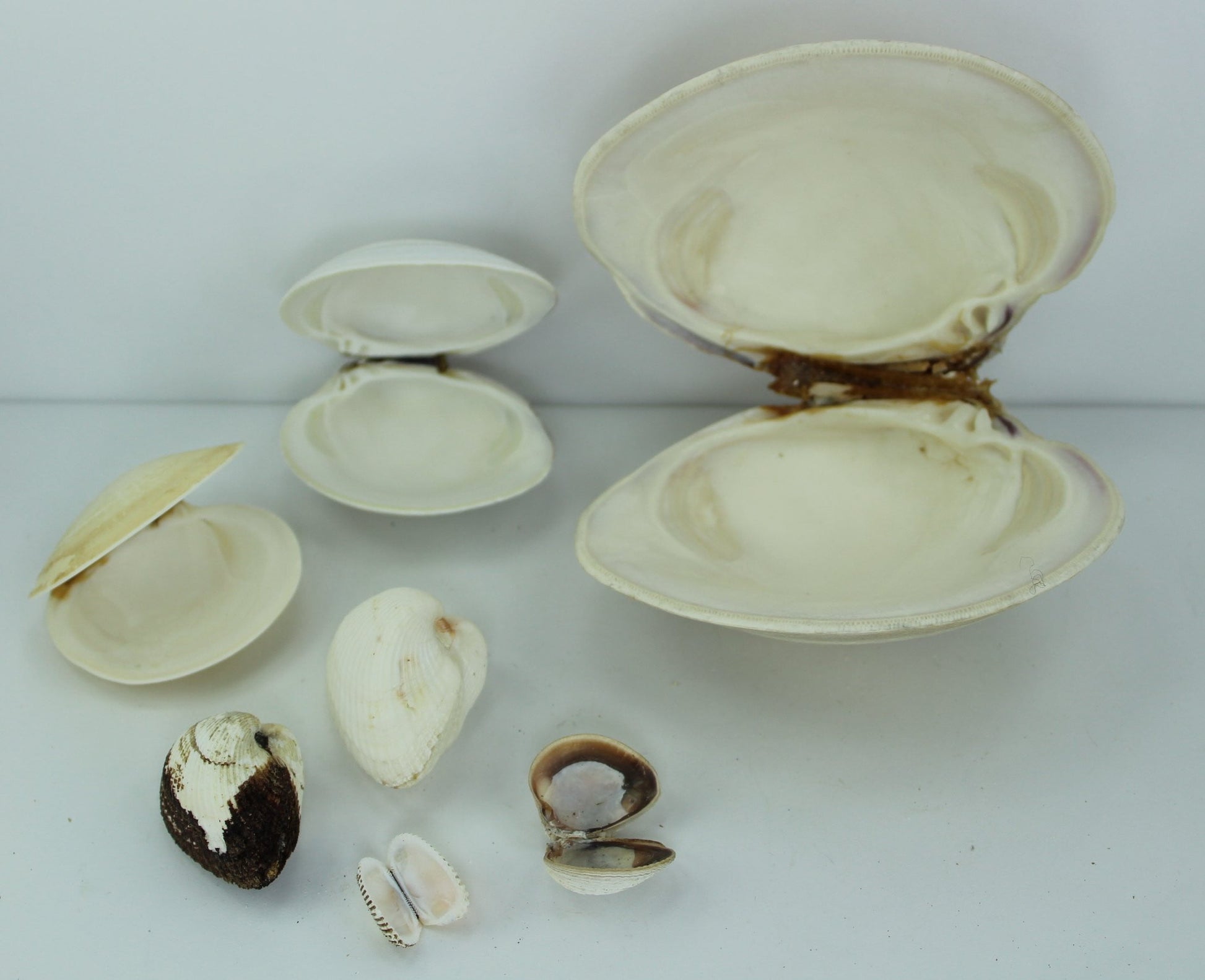 Florida Natural Shells Double Collection 7 for Crafts Wreath Mirror Beach Decor as found