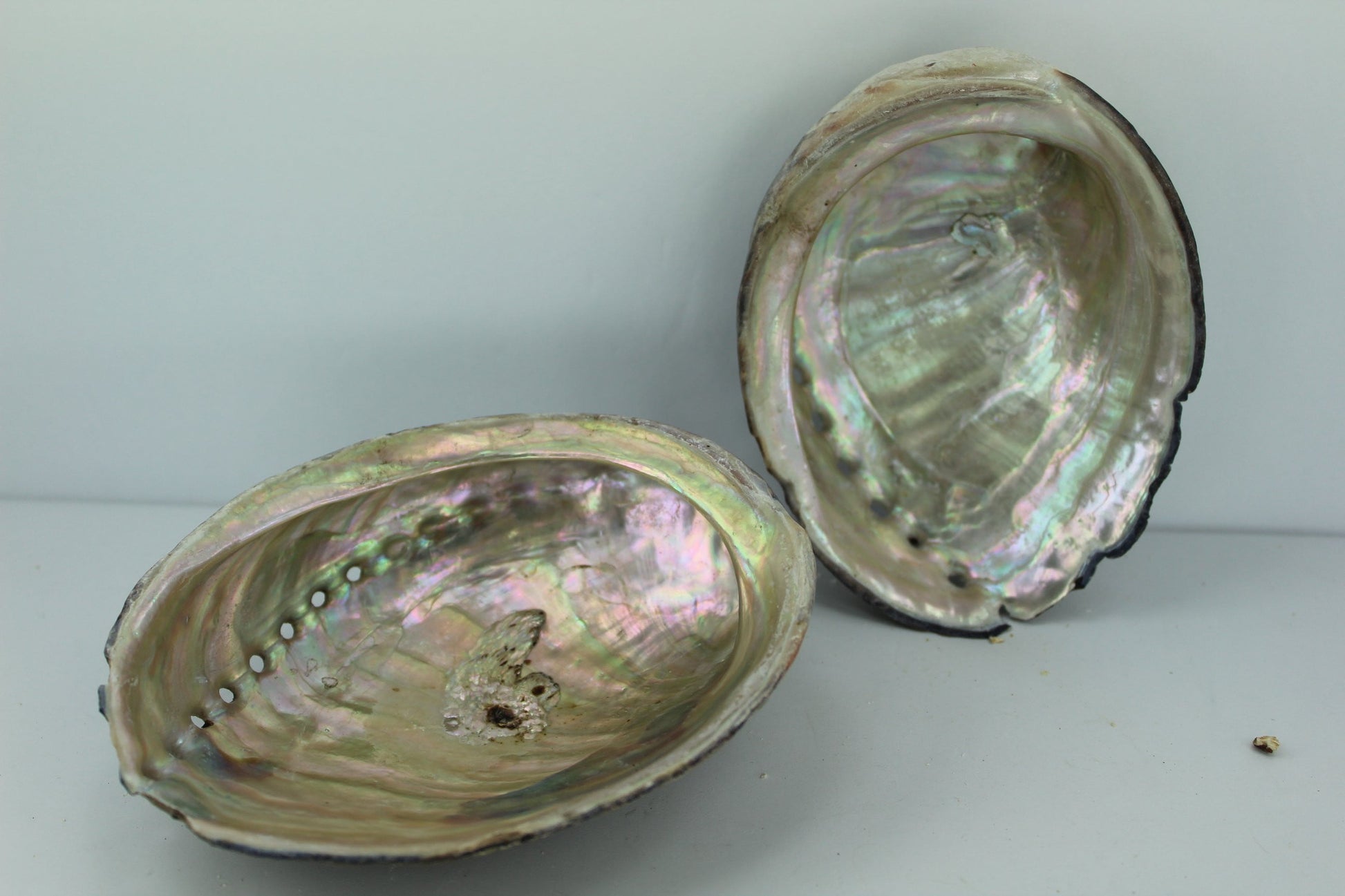 Black Abalone Shells 2 Vintage Rainbow Iridescent  5 1/4"  5" Estate Collection Shell Art Collectibles
