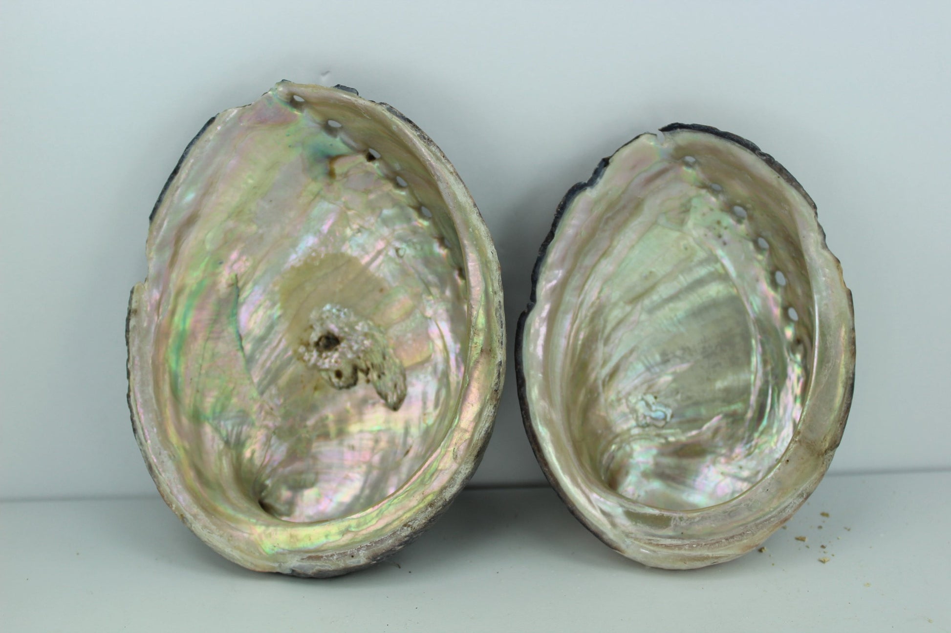 Black Abalone Shells 2 Vintage Rainbow Iridescent  5 1/4"  5" Estate Collection Shell Art Collectibles florida