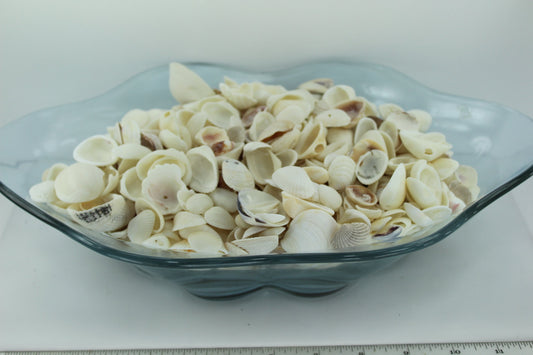 Florida Natural Shells Variety White Bulk 8 Cups Wedding Jewelry Shell Art  beach