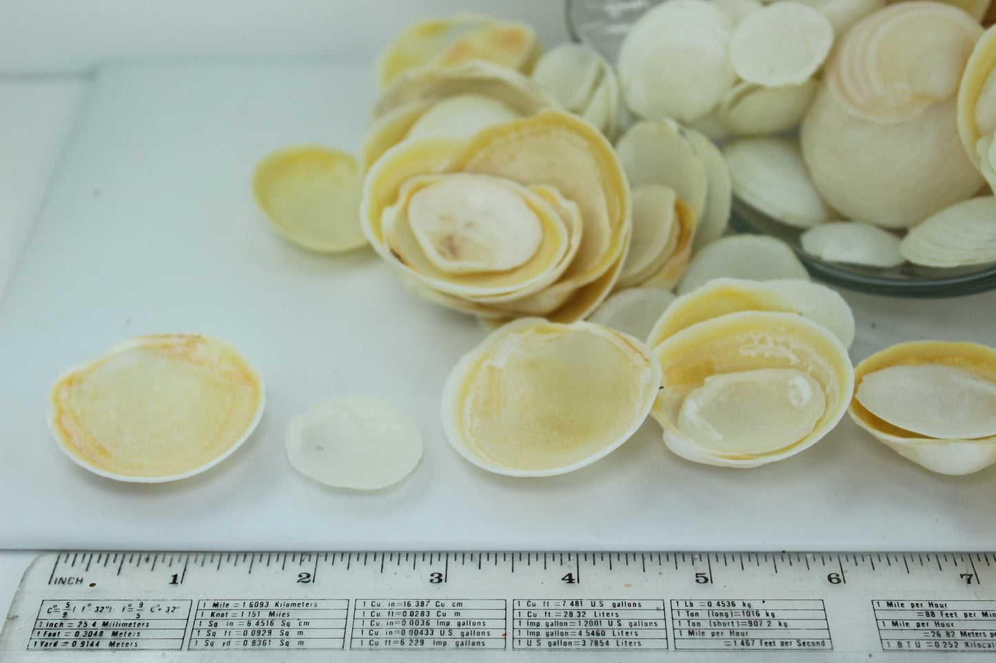 Florida Natural Shells Buttercup Lucines Bulk 4 Cups Crafts Jewelry Shell Art yellow