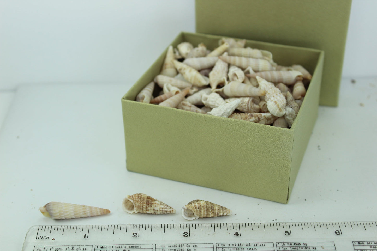 Florida Natural Shells Turrets Bulk 1 Cup Crafts Jewelry Shell Art necklace