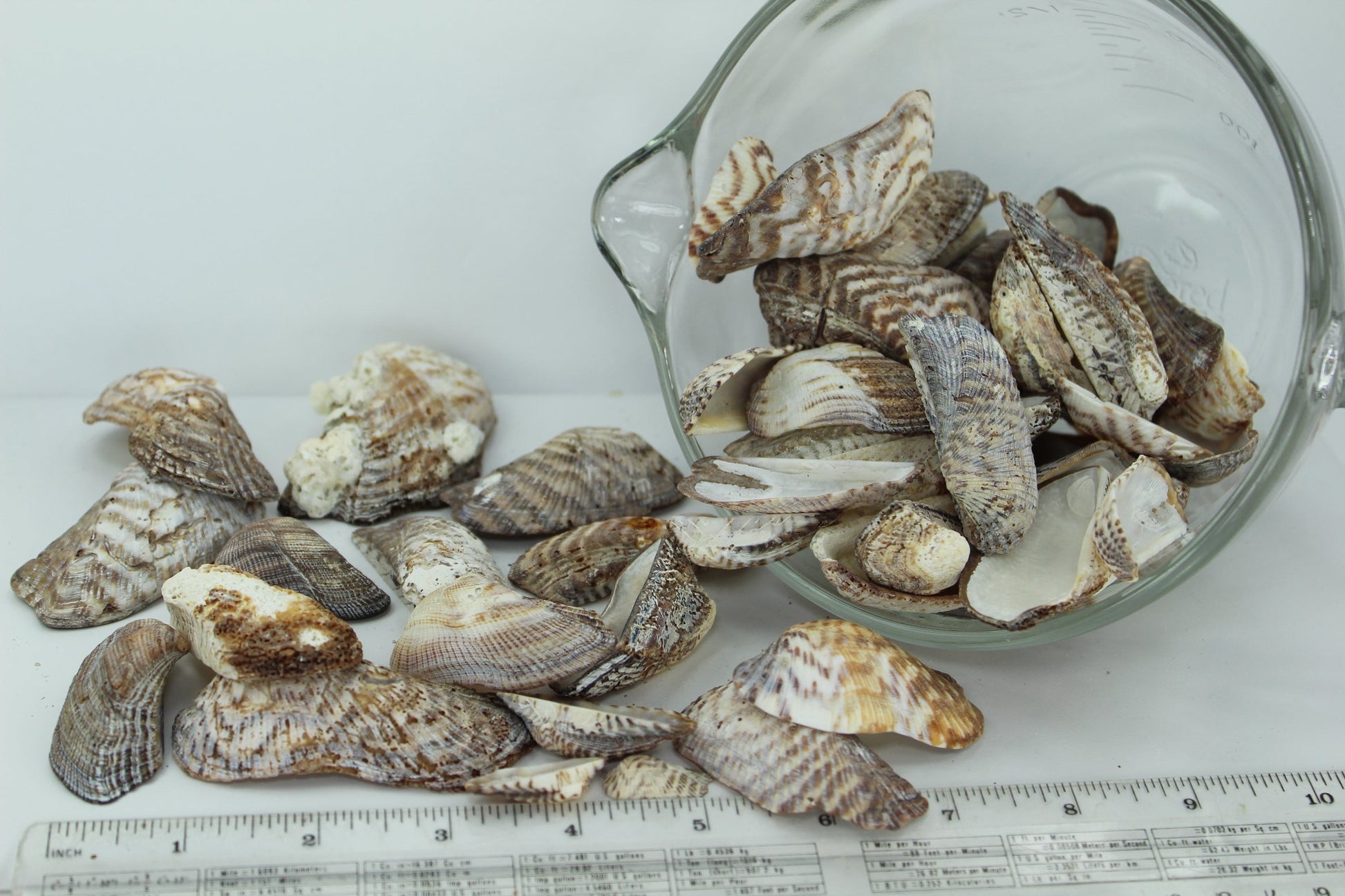 Florida Natural Shells Turkey Wings Uncleaned Bulk 4 Cups Crafts Jewelry Shell Art all sizes