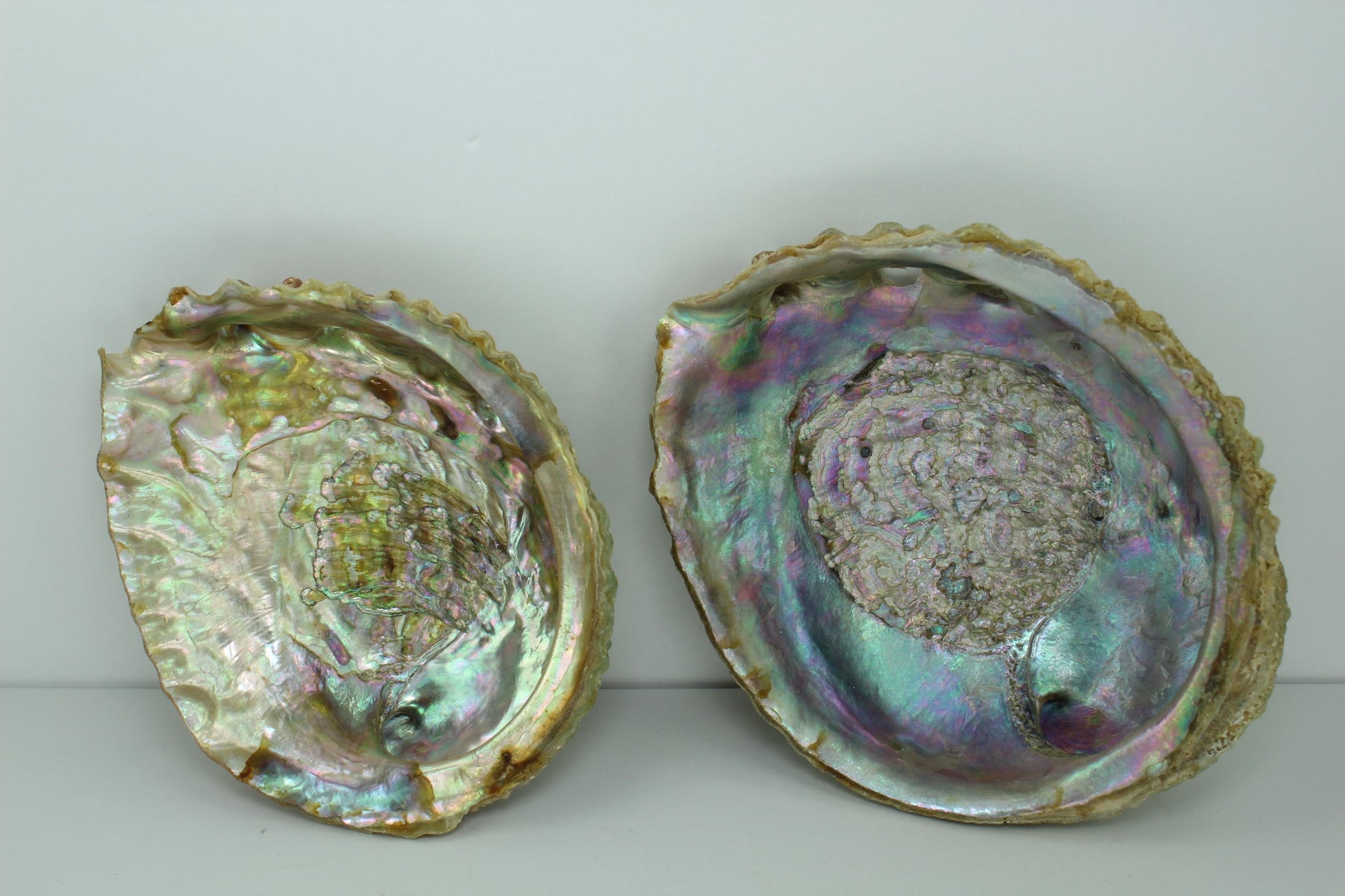 Green Abalone Shells 2 Vintage Rainbow Iridescent  5 1/2" 4 3/4" Estate Collection Shell Art Collectibles
