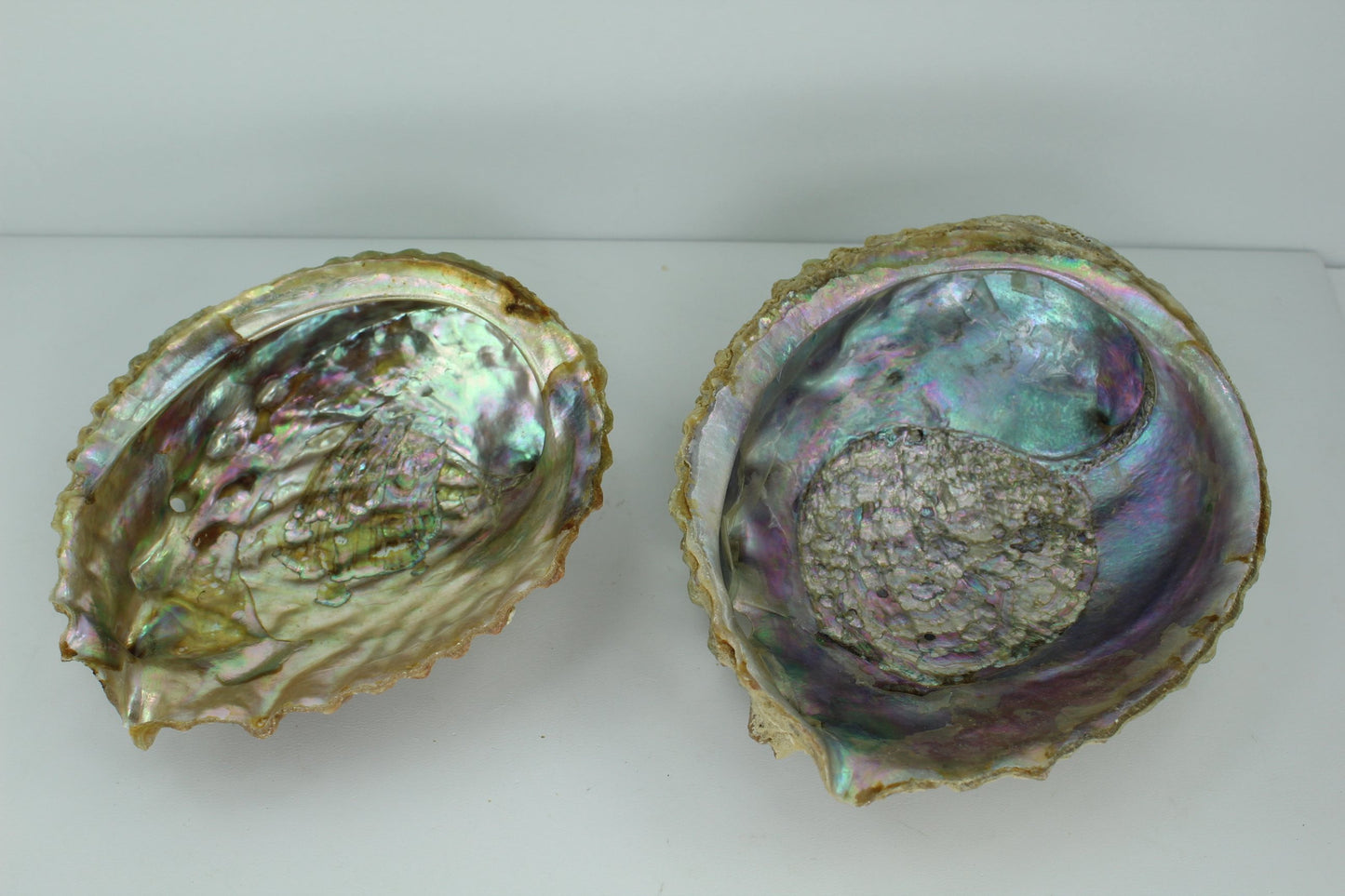 Green Abalone Shells 2 Vintage Rainbow Iridescent  5 1/2" 4 3/4" Estate Collection Shell Art Collectibles treasure
