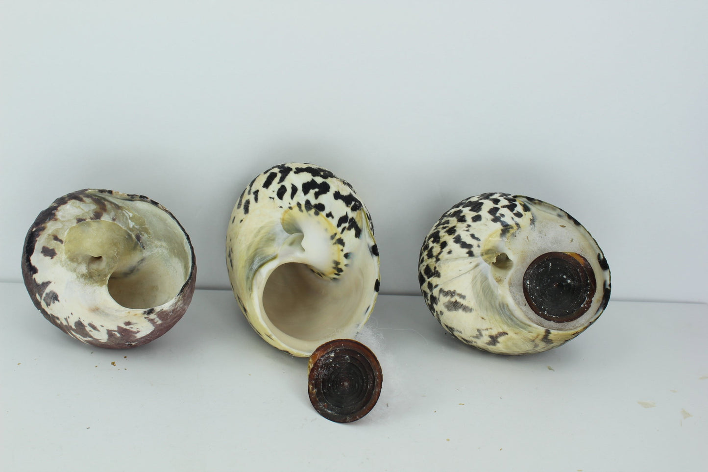 Florida 3 Vintage Turbo Magpie Natural Shells 3"  2 3/4" Operculums Estate Collection Shell Art Collectibles older collection