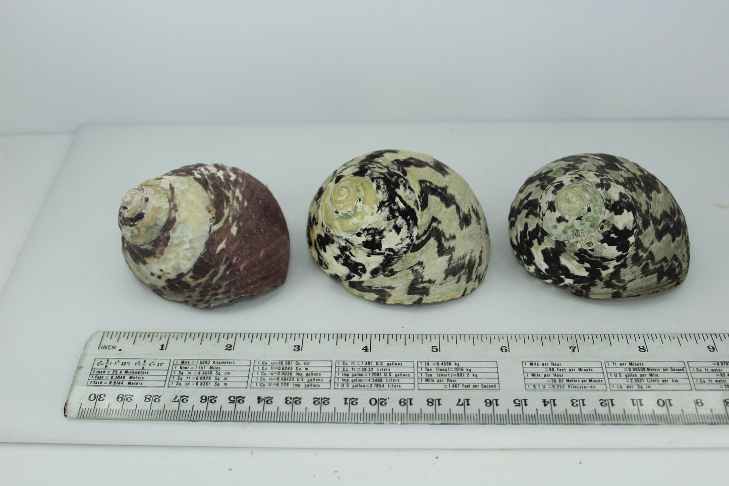 Florida 3 Vintage Turbo Magpie Natural Shells 3"  2 3/4" Operculums Estate Collection Shell Art Collectibles  large