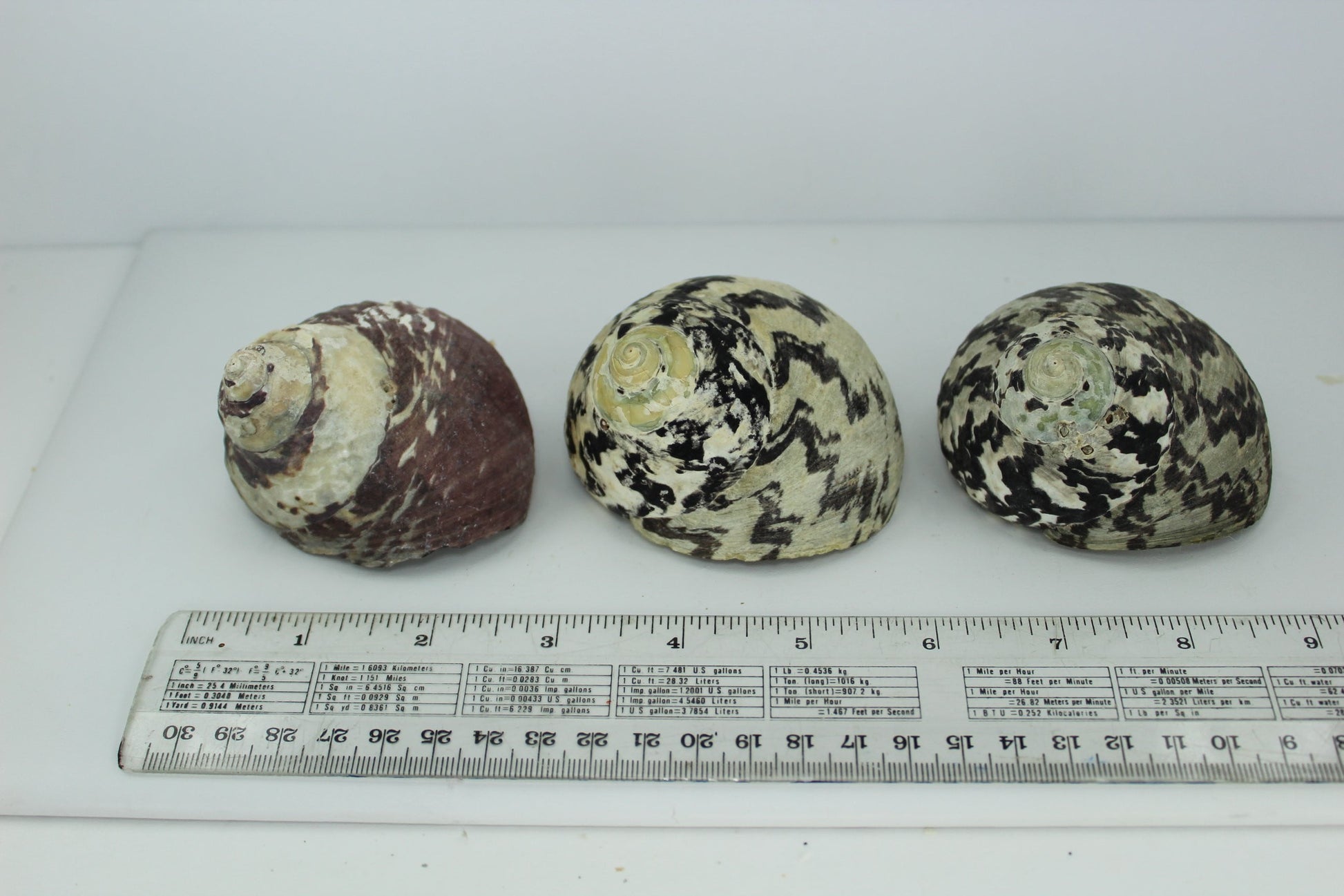 Florida 3 Vintage Turbo Magpie Natural Shells 3"  2 3/4" Operculums Estate Collection Shell Art Collectibles  large