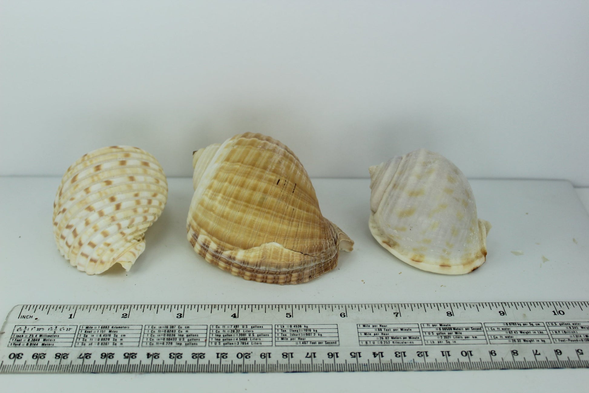 Seashells - Three Florida Shells - Two (2) Tuns & One (1) Bonnet