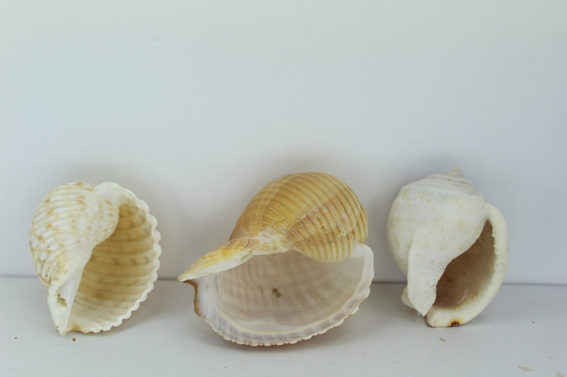 Florida 3 Shells Vintage Tuns Bonnet Estate Collection Shell Art Collectibles Wreaths Aquarium older