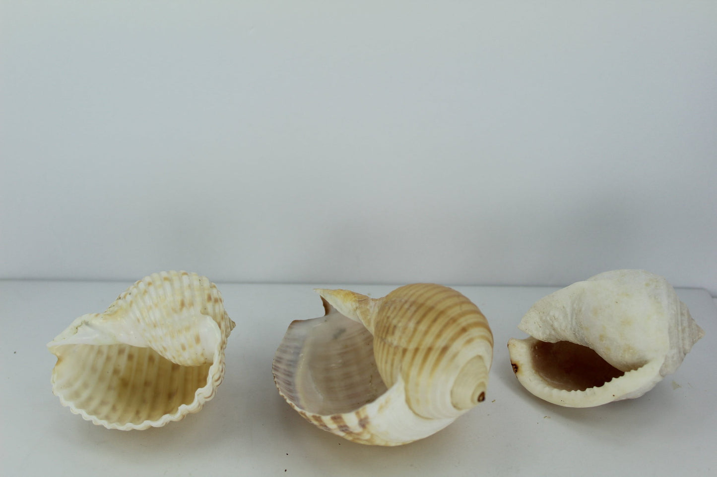 Florida 3 Shells Vintage Tuns Bonnet Estate Collection Shell Art Collectibles Wreaths Aquarium mirrors