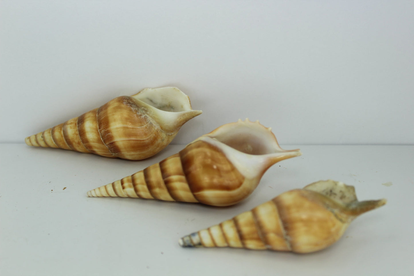 Florida 3 Triton Shells 5" 4" Vintage Estate Collection Shell Art Collectibles Wreaths Aquarium unusual