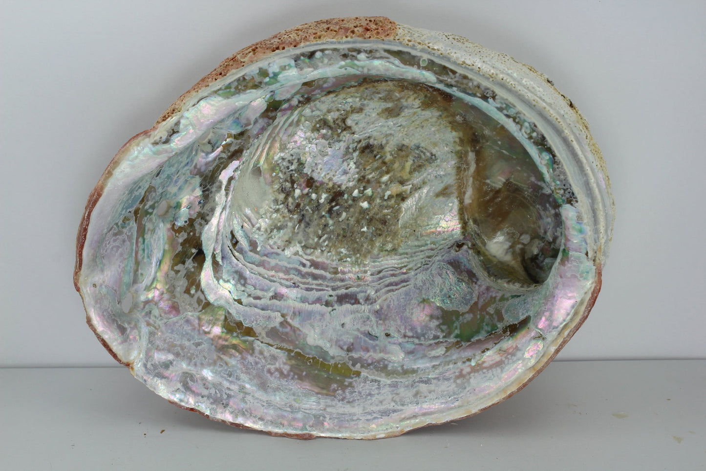 Large Red Abalone Shell Vintage Rainbow Iridescent  8" Estate Collection Lacy Natural smudging