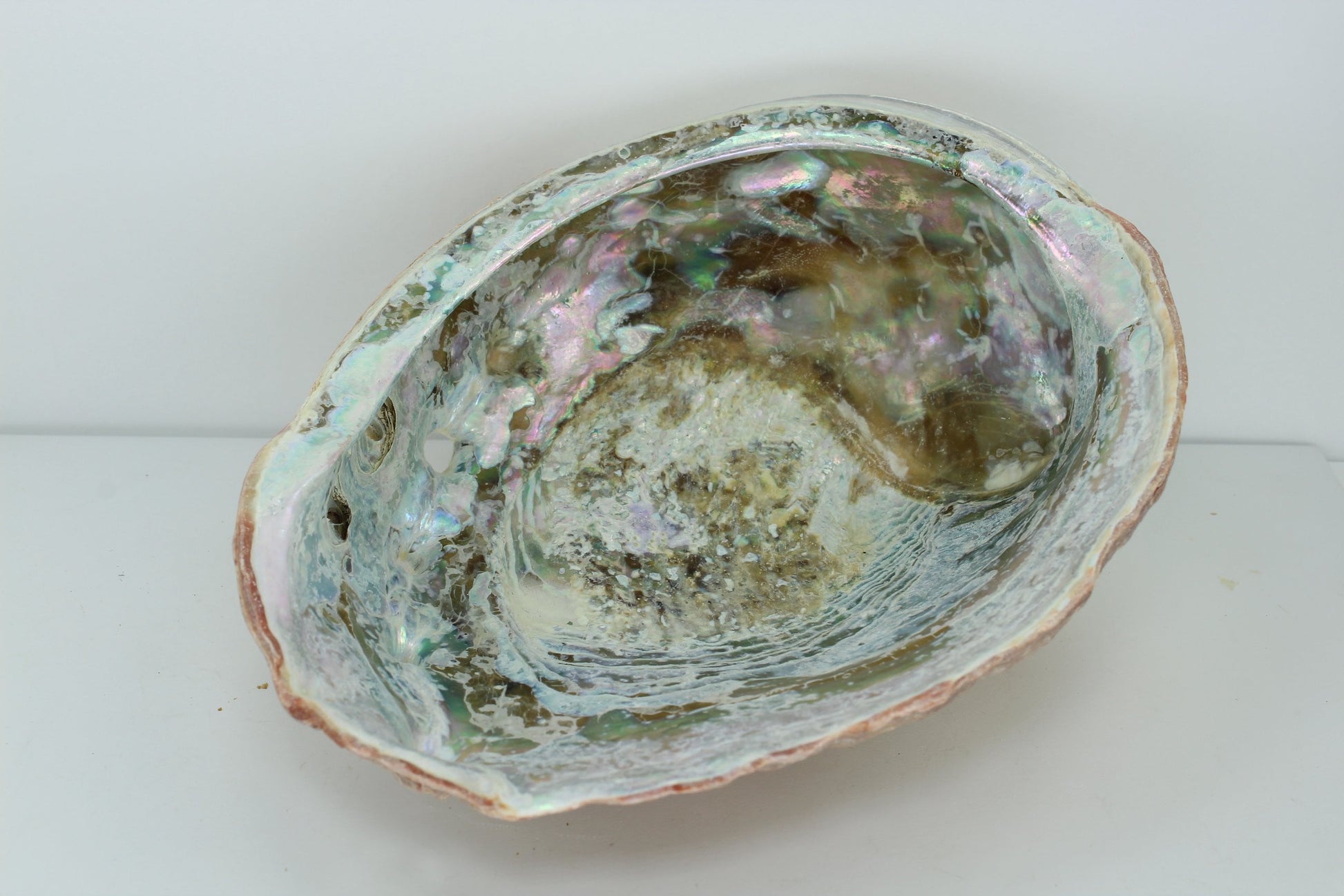 Large Red Abalone Shell Vintage Rainbow Iridescent  8" Estate Collection Lacy Natural barnacles