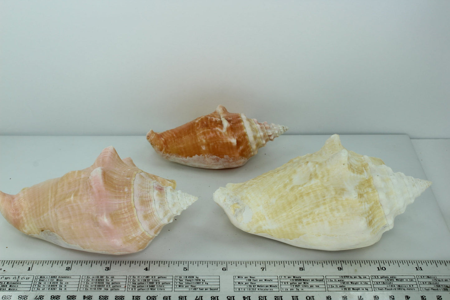 Florida Shells 3 Vintage Conchs Estate Collection Shell Art Collectibles Wreaths Aquarium shell crafts