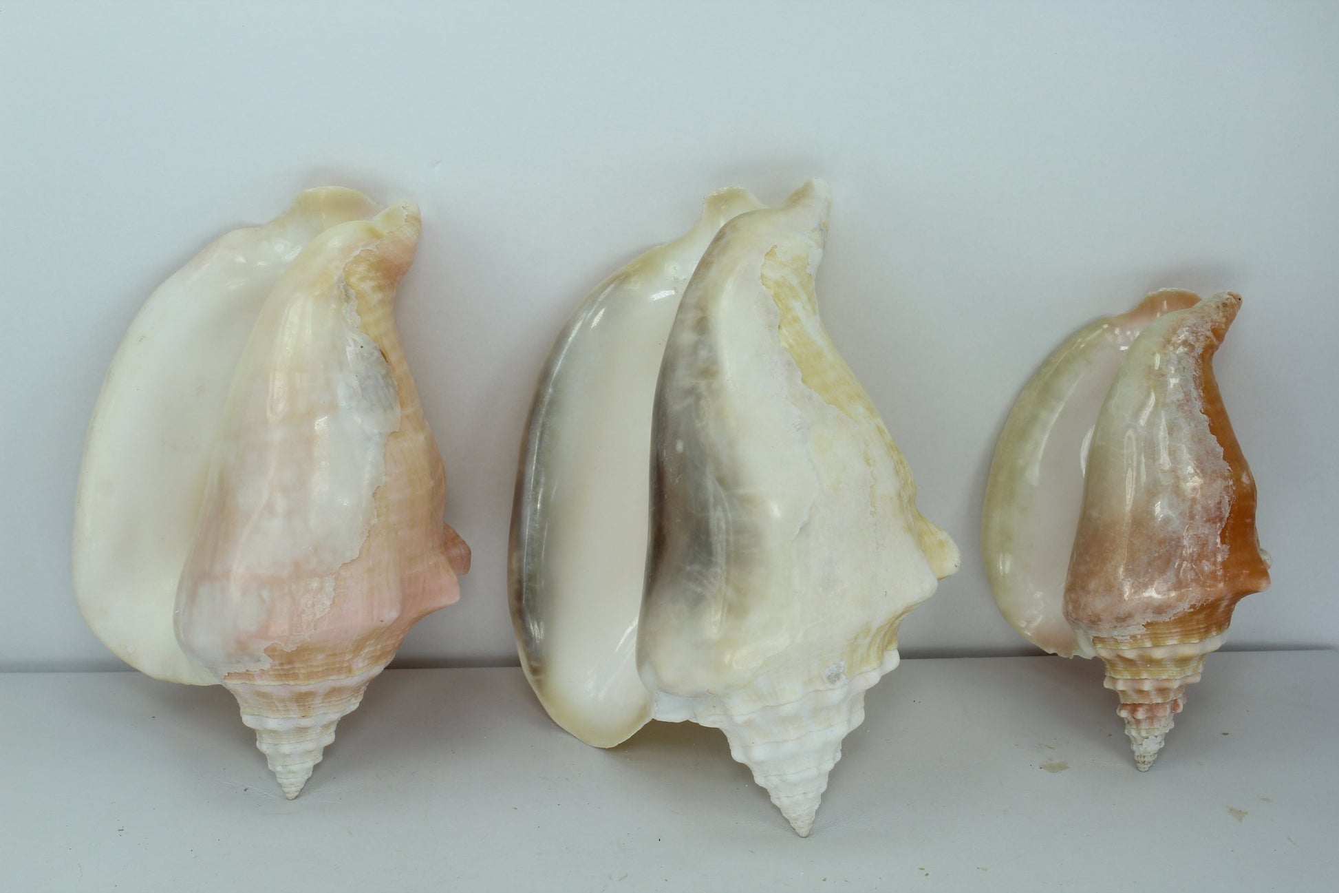 Florida Shells 3 Vintage Conchs Estate Collection Shell Art Collectibles Wreaths Aquarium mirrors
