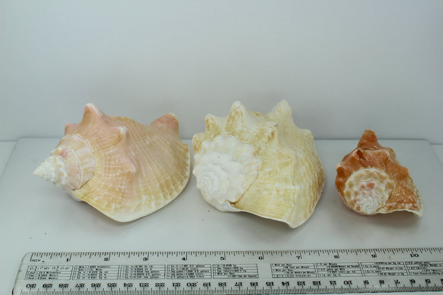 Florida Shells 3 Vintage Conchs Estate Collection Shell Art Collectibles Wreaths Aquarium pastel
