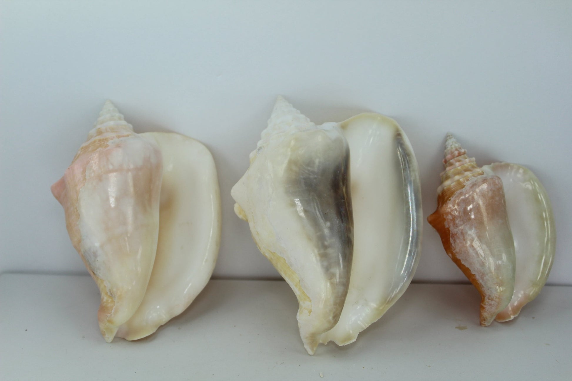 Florida Shells 3 Vintage Conchs Estate Collection Shell Art Collectibles Wreaths Aquarium  peach