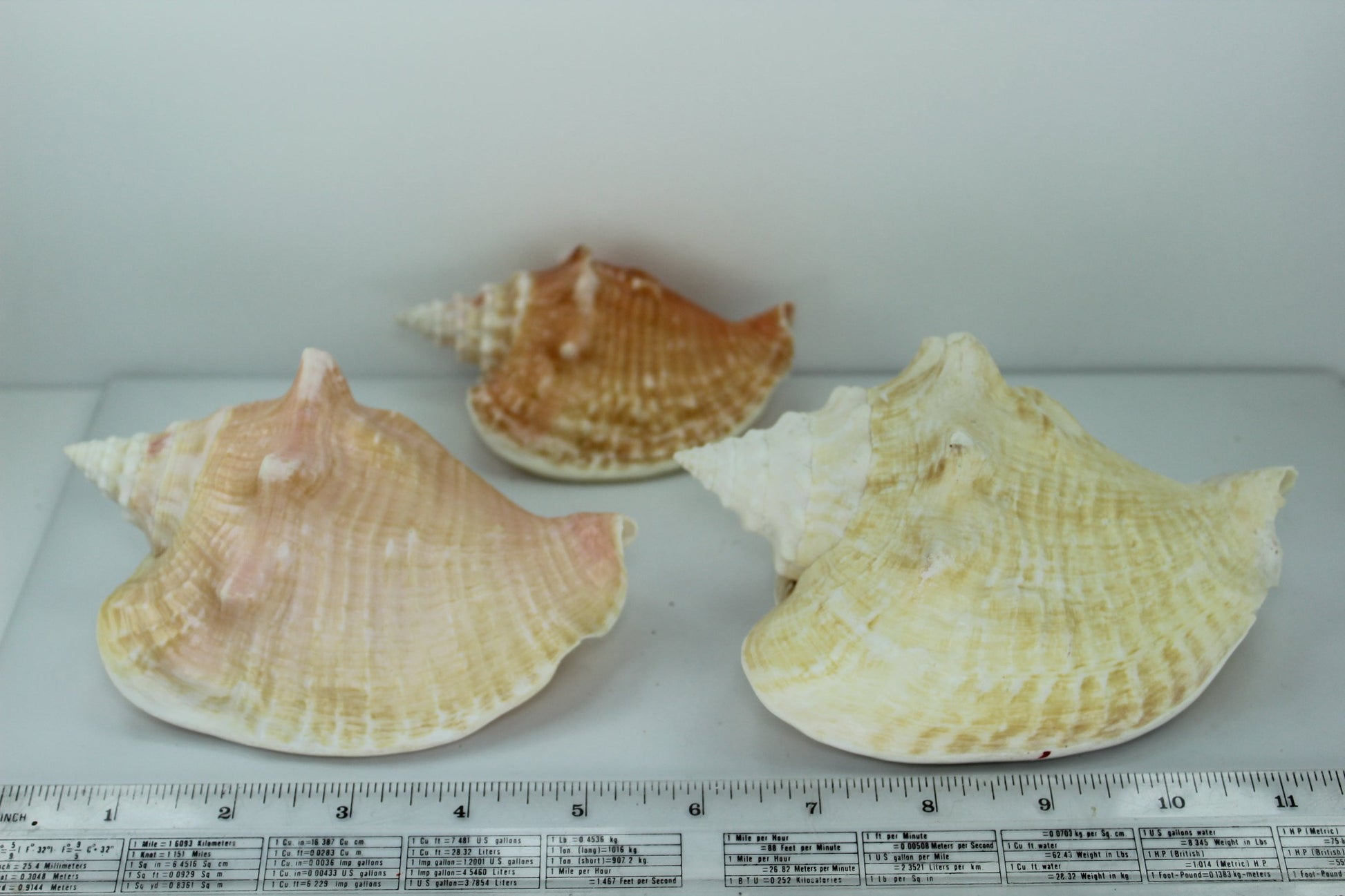 Florida Shells 3 Vintage Conchs Estate Collection Shell Art Collectibles Wreaths Aquarium