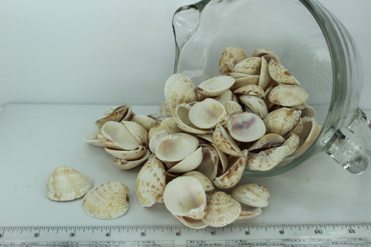 Florida Natural Shells Bulk 4 Cups Venus Lady In Waiting Jewelry Shell Art