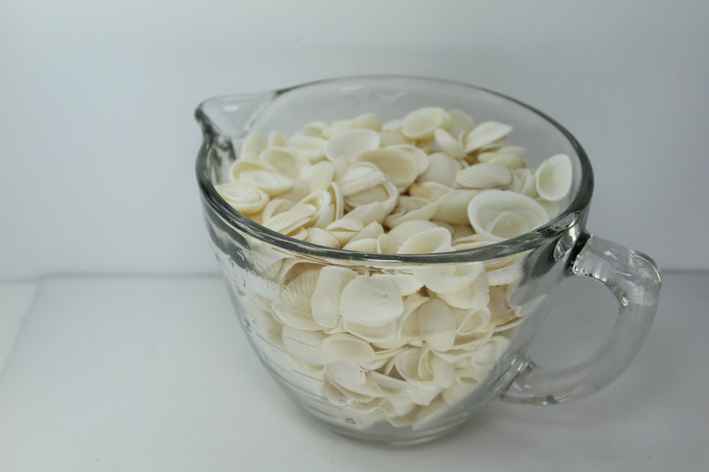 Florida Natural Shells Bulk 4 Cups White Arks Jewelry Shell Art Beach Wedding Party
