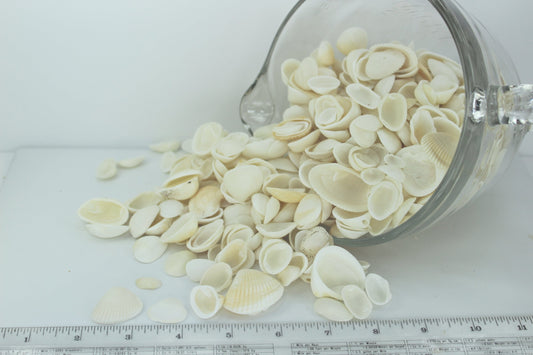 Florida Natural Shells Bulk 4 Cups White Arks Jewelry Shell Art Beach Wedding Party luau