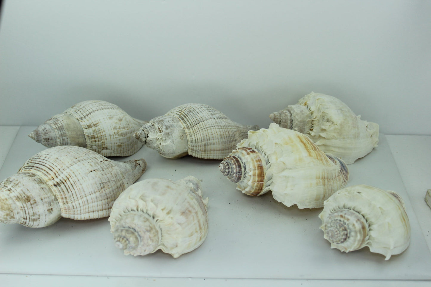 Florida King Crown Conch Shells 7 Large 4" 5 1/2" Vintage Estate Collection Shell Art Wreaths Mirrors Decor mother nature