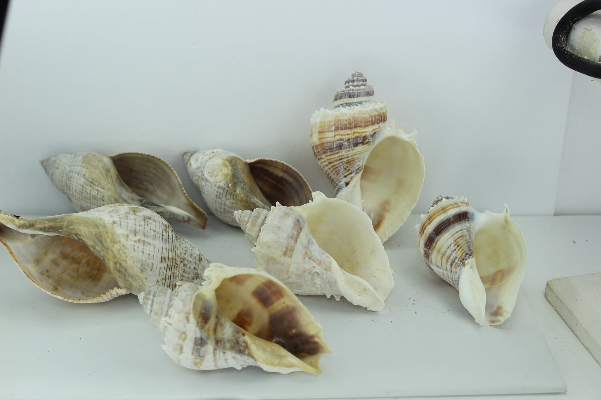Florida King Crown Conch Shells 7 Large 4" 5 1/2" Vintage Estate Collection Shell Art Wreaths Mirrors Decor decorator