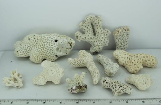 Natural Coral Fossils 11 Small Pieces 5" to 1 1/2" Estate Collection Aquarium Shell Art Collectibles