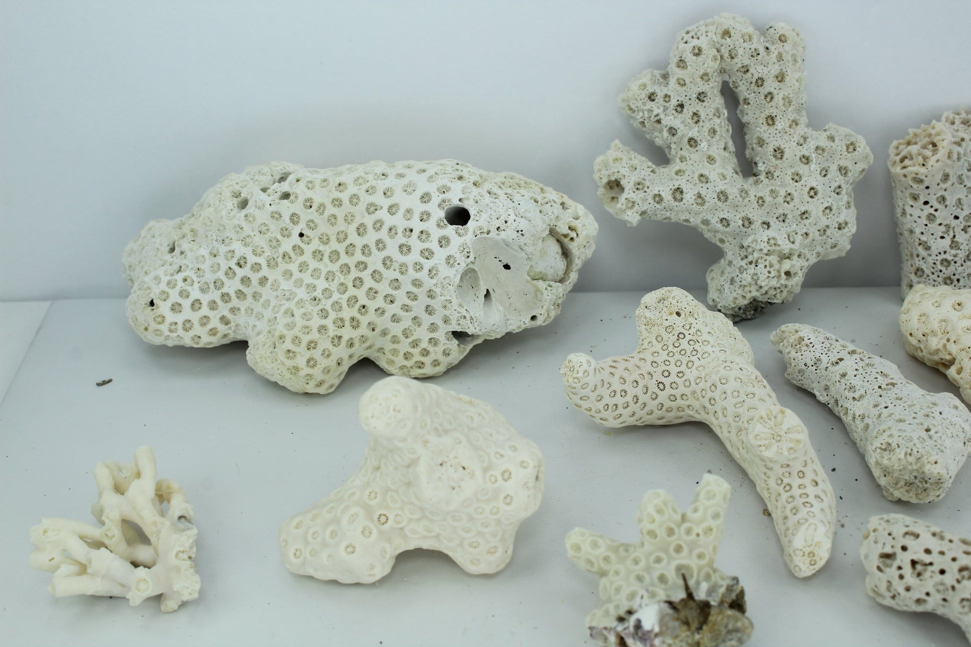 Natural Coral Fossils 11 Small Pieces 5" to 1 1/2" Estate Collection Aquarium Shell Art Collectibles old