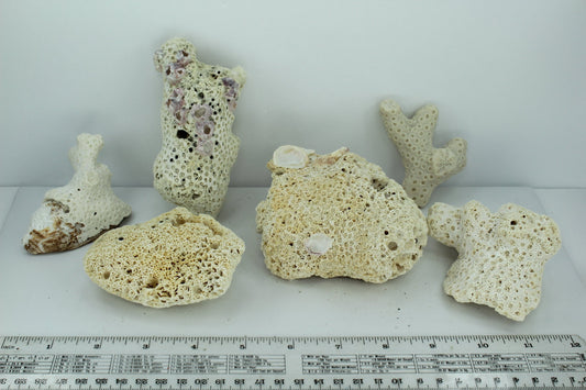 Natural Coral Fossils 6 Unique Pieces 5" to 3" Barnacles Estate Collection Aquarium Shell Art Collectibles