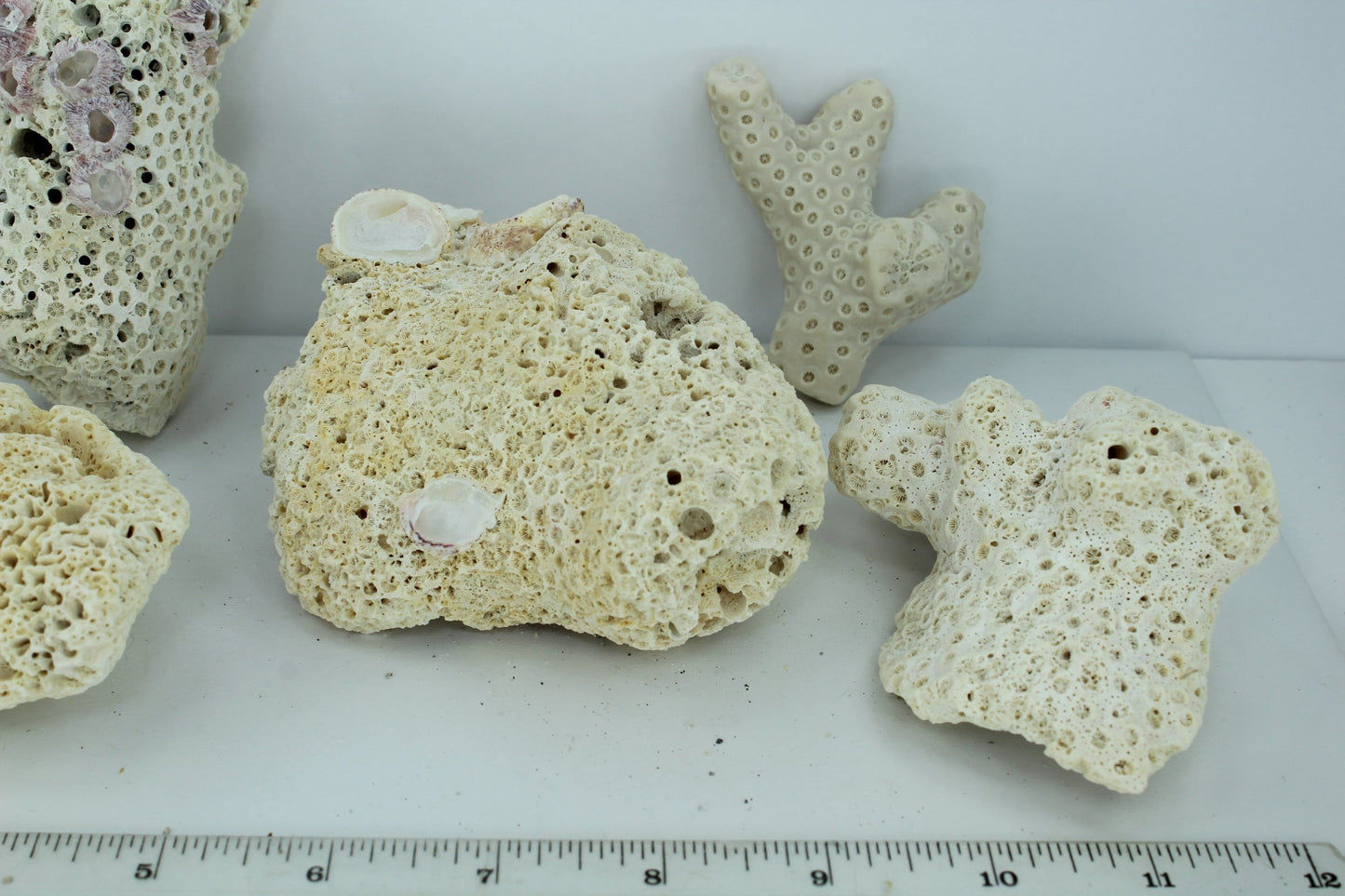 Natural Coral Fossils 6 Unique Pieces 5" to 3" Barnacles Estate Collection Aquarium Shell Art Collectibles different