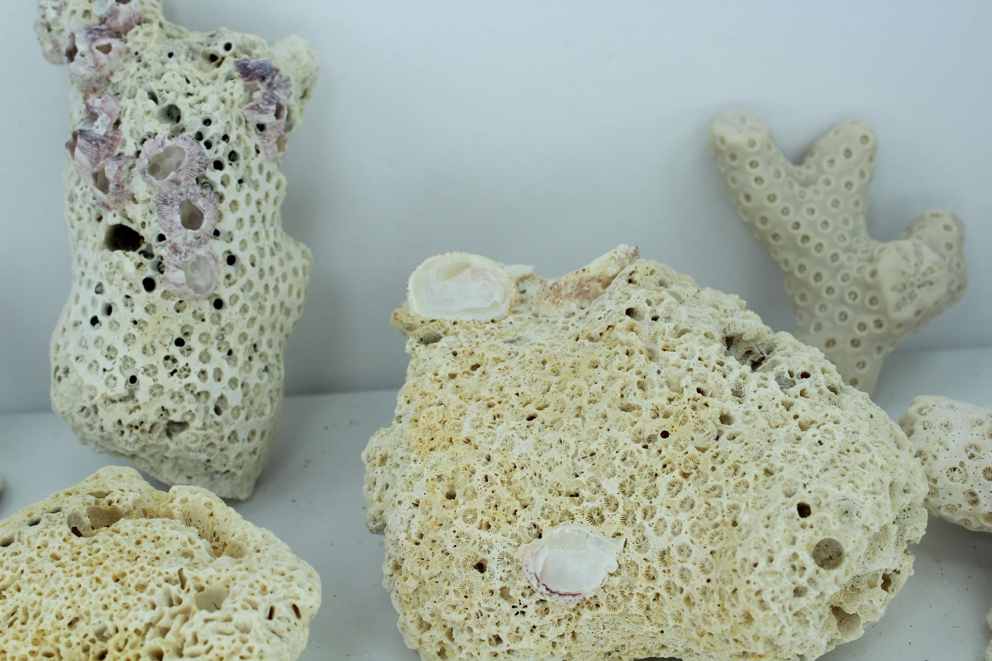 Natural Coral Fossils 6 Unique Pieces 5" to 3" Barnacles Estate Collection Aquarium Shell Art Collectibles unusual