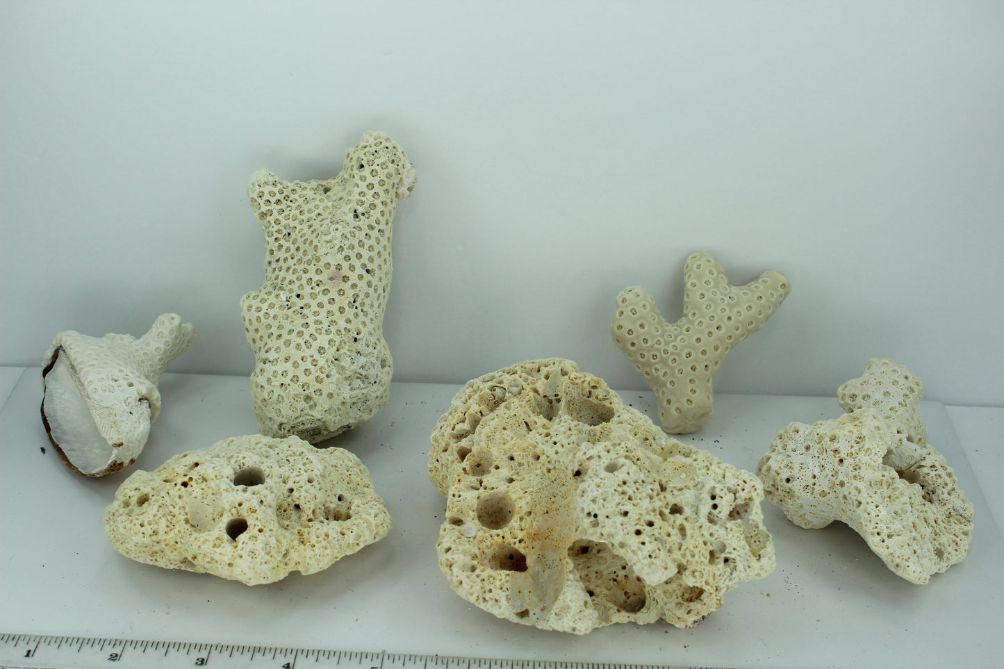 Natural Coral Fossils 6 Unique Pieces 5" to 3" Barnacles Estate Collection Aquarium Shell Art Collectibles turkey wing