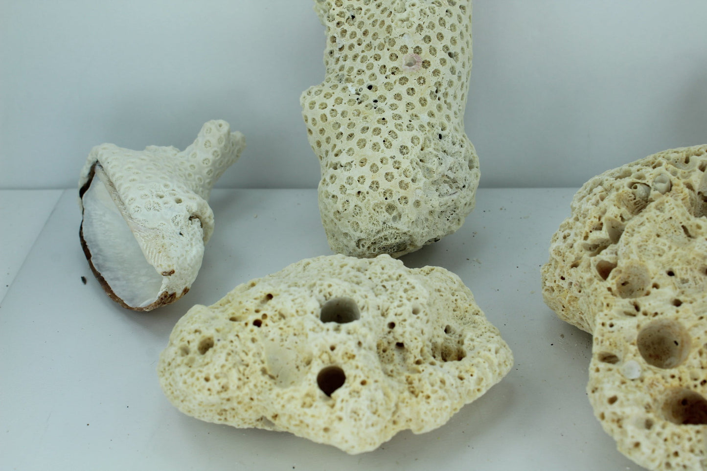Natural Coral Fossils 6 Unique Pieces 5" to 3" Barnacles Estate Collection Aquarium Shell Art Collectibles shell embed