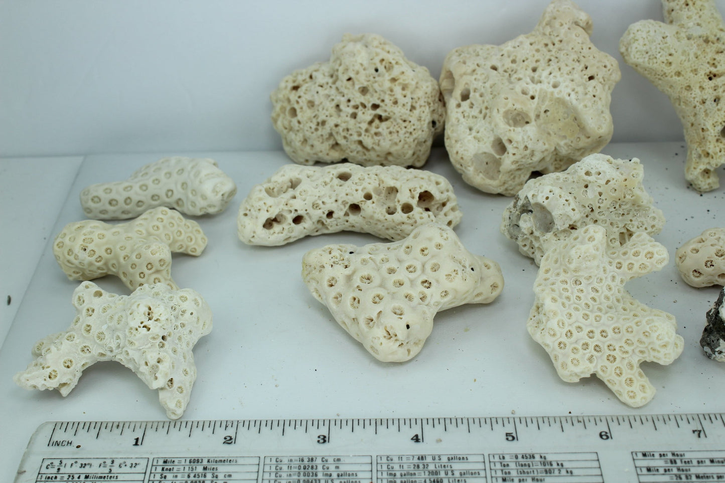 Natural Coral Fossils 16 Small Pieces 3 1/2" to 32 Vintage Estate Collection Aquarium Shell Art Collectibles unusual