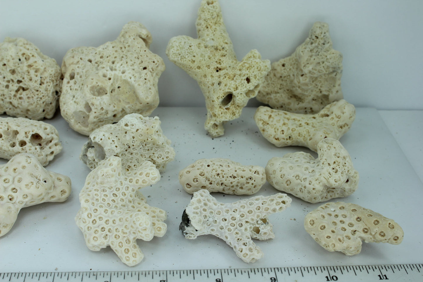 Natural Coral Fossils 16 Small Pieces 3 1/2" to 32 Vintage Estate Collection Aquarium Shell Art Collectibles all shapes
