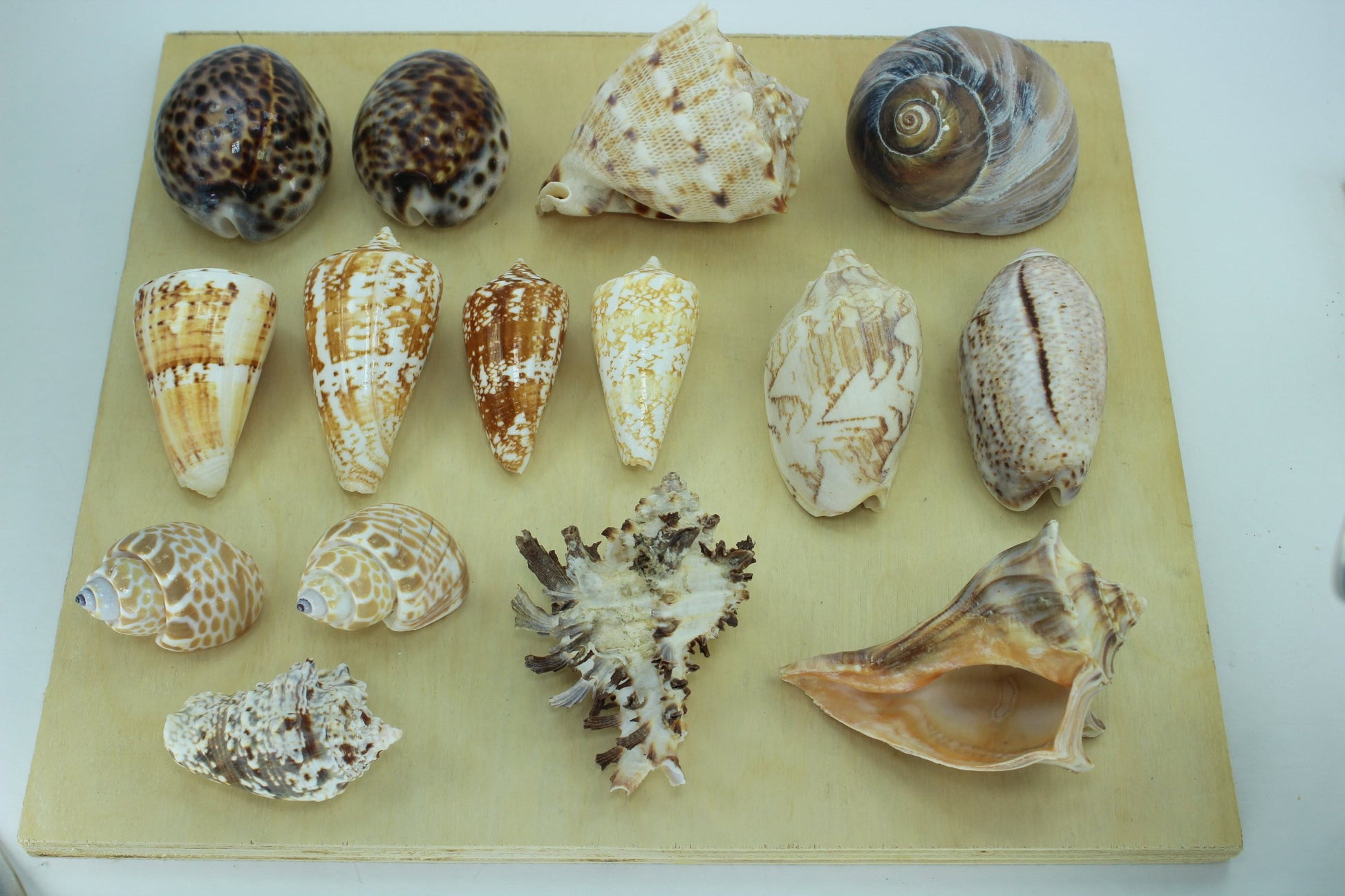 Florida Natural Shells 15 Vintage Estate Collection Shell Art Collectibles Wreaths Aquarium