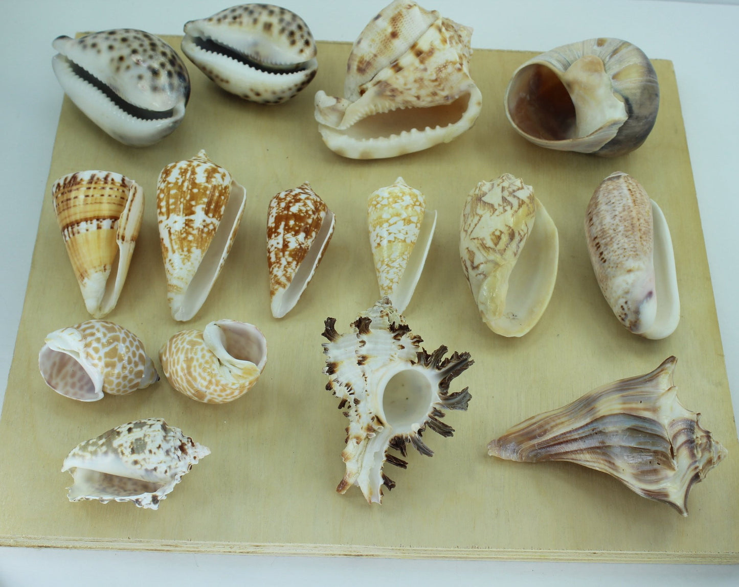 Florida Natural Shells 15 Vintage Estate Collection Shell Art Collectibles Wreaths Aquarium good specimen