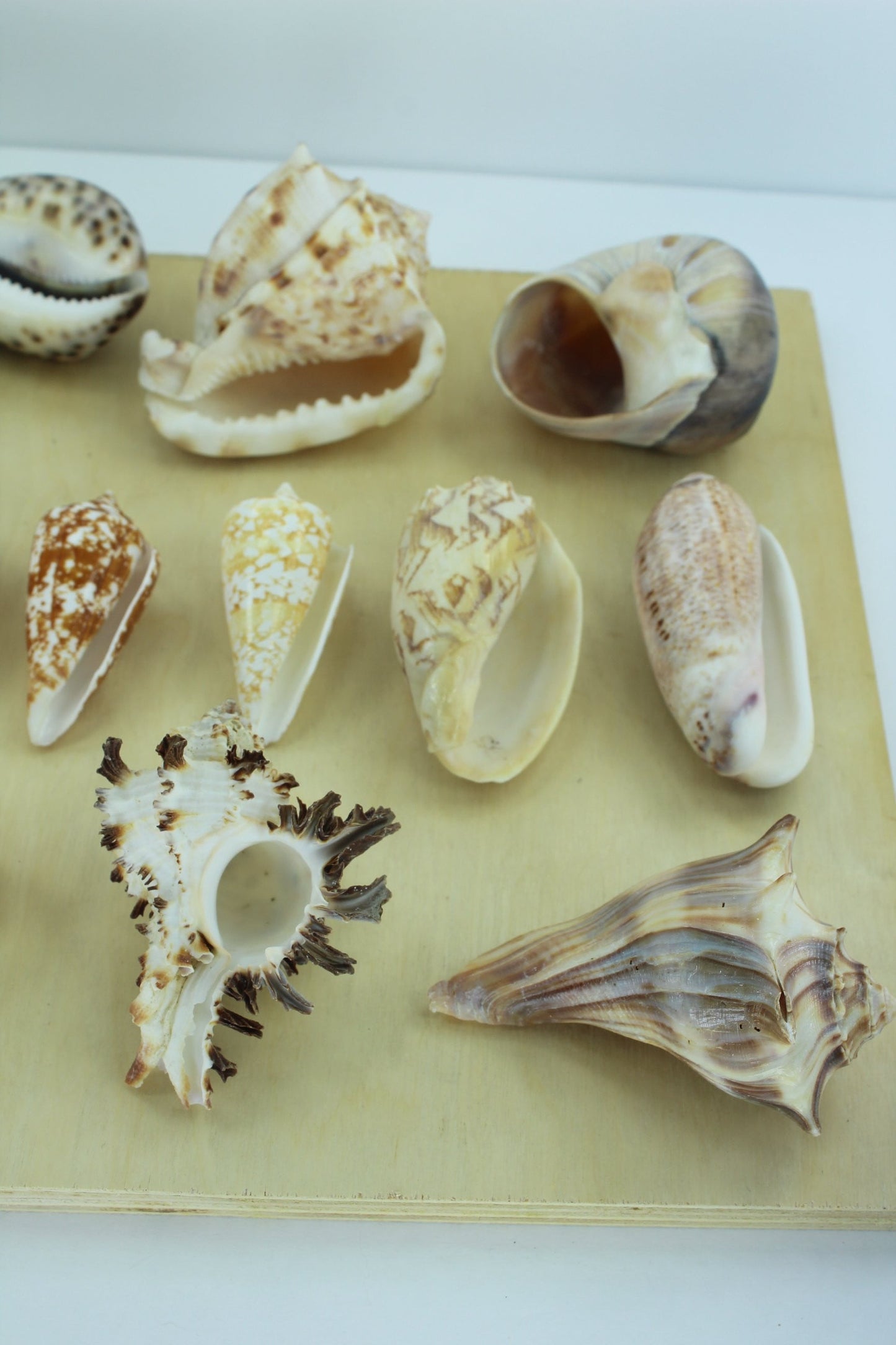 Florida Natural Shells 15 Vintage Estate Collection Shell Art Collectibles Wreaths Aquarium unusual